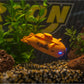 Carson XS Deep Sea Dragon U-Boot ferngesteuertes RC Boot - gebraucht