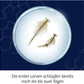 KOSMOS 654160 - Wuselnde Salzkrebse Triops - Erwecke die Urzeit zum Leben - Experimentier-Set für Kinder