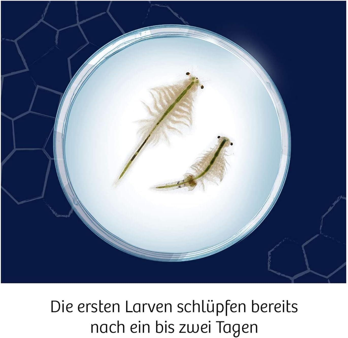 KOSMOS 654160 - Wuselnde Salzkrebse Triops - Erwecke die Urzeit zum Leben - Experimentier-Set für Kinder